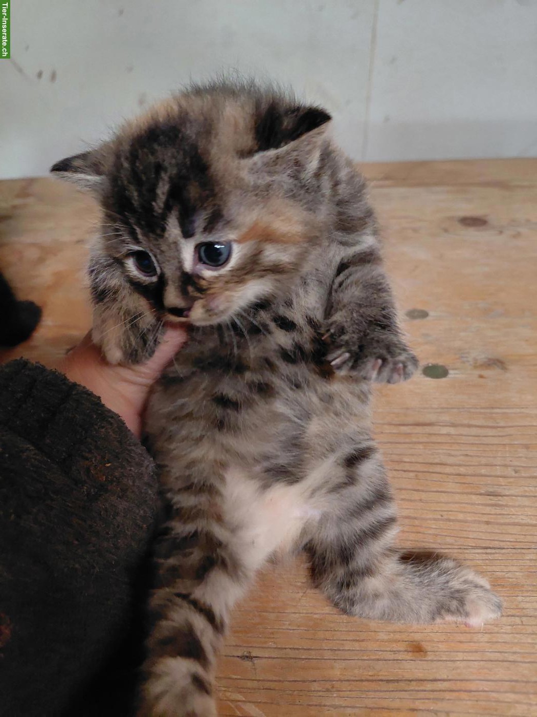 Bild 3: Zutrauliche Kitten zu verkaufen