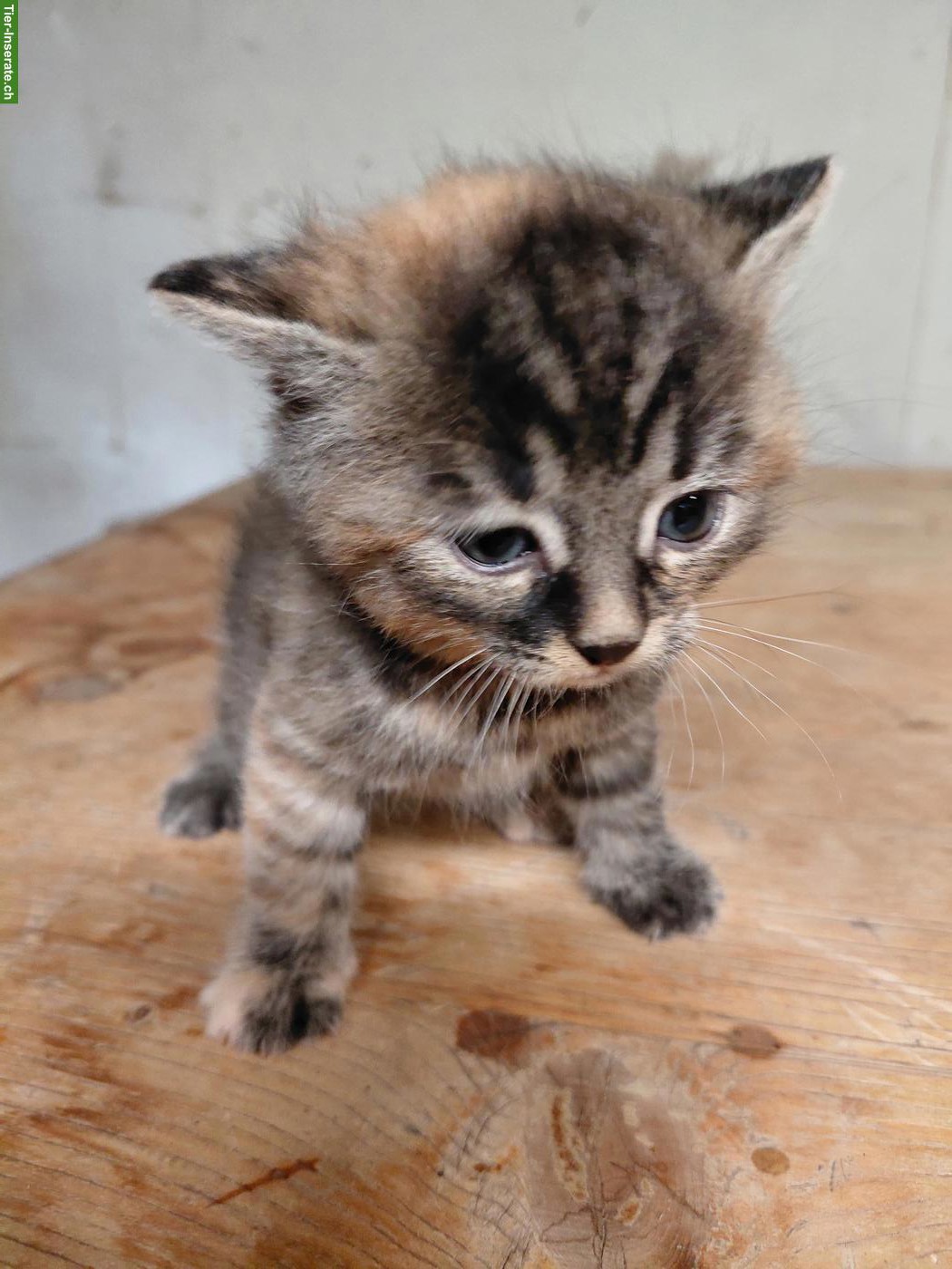 Bild 4: Zutrauliche Kitten zu verkaufen