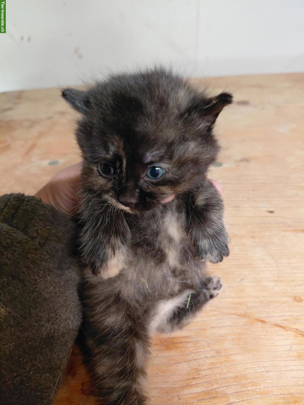 Bild 5: Zutrauliche Kitten zu verkaufen