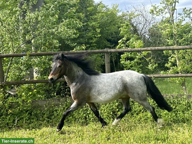 Elegantes Welsh B Pony mit Kutsche & Geschirr zu verkaufen