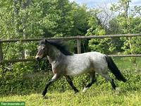 Elegantes Welsh B Pony mit Kutsche & Geschirr zu verkaufen
