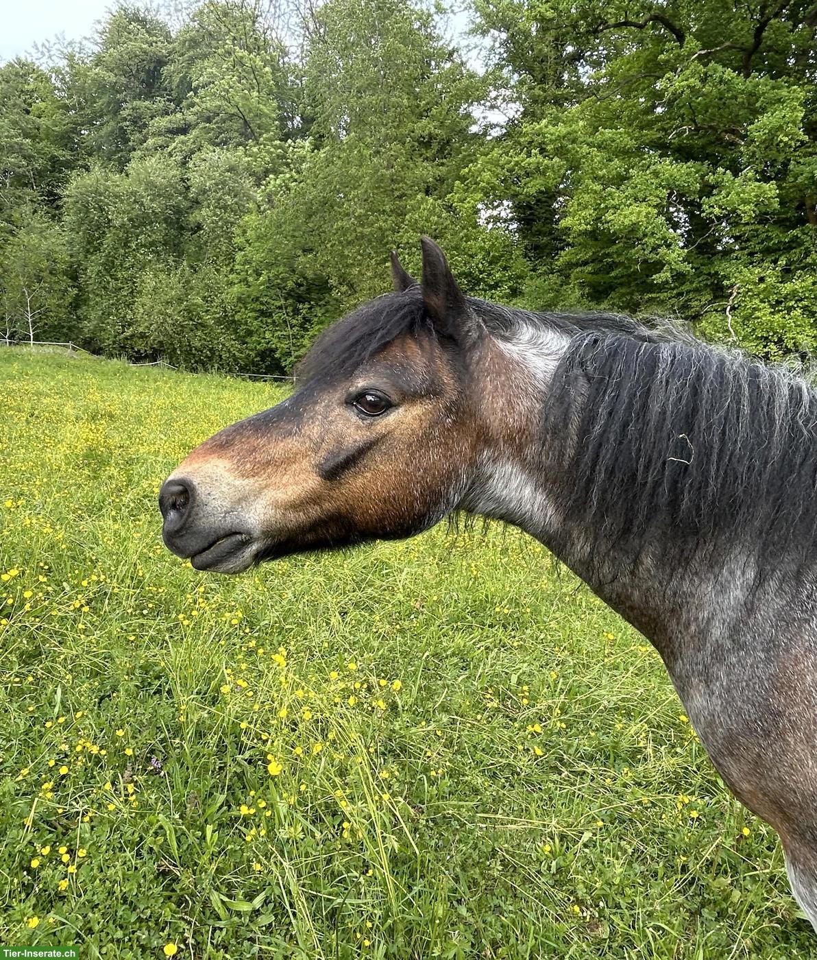 Bild 2: Elegantes Welsh B Pony mit Kutsche & Geschirr zu verkaufen