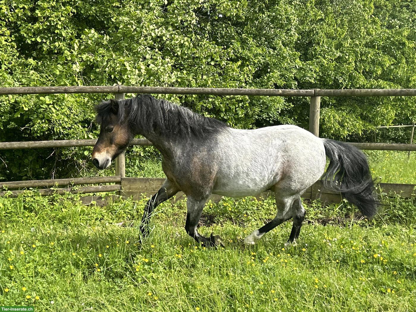 Bild 3: Elegantes Welsh B Pony mit Kutsche & Geschirr zu verkaufen