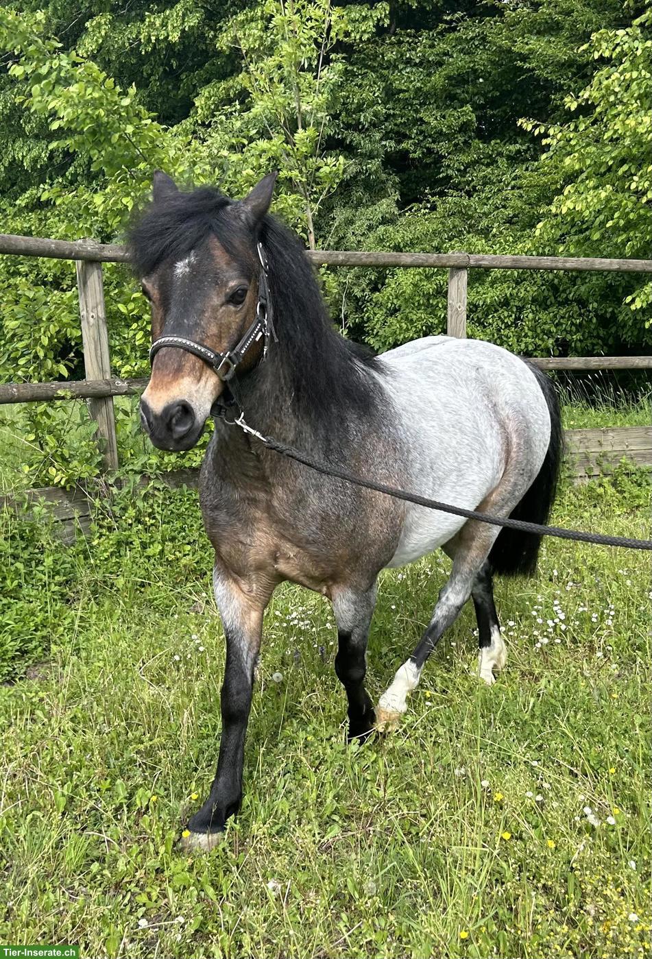 Bild 4: Elegantes Welsh B Pony mit Kutsche & Geschirr zu verkaufen
