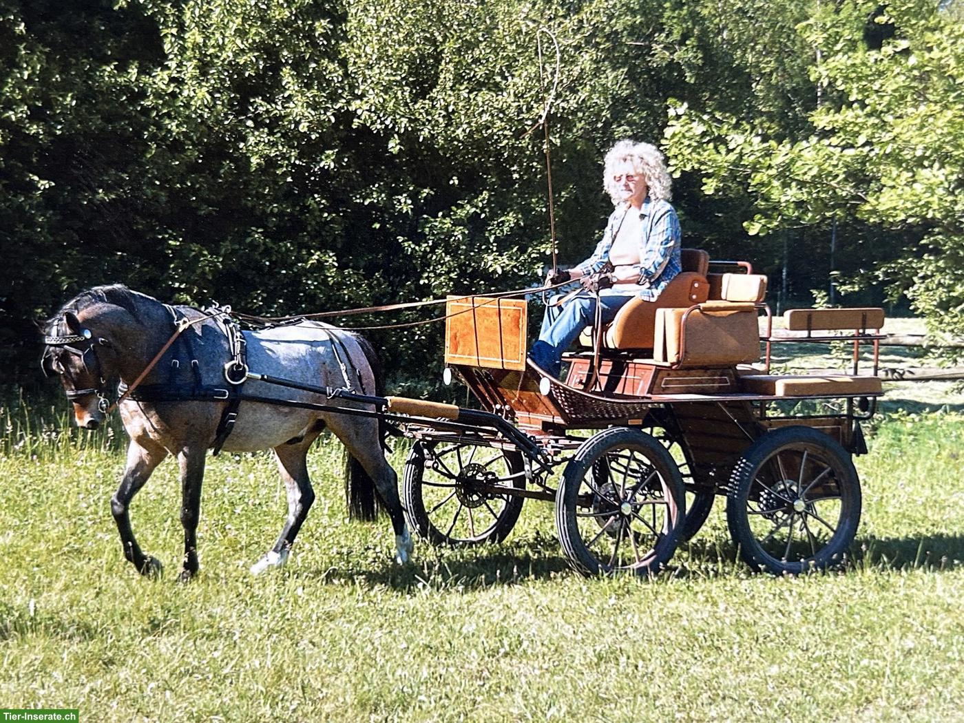 Bild 5: Elegantes Welsh B Pony mit Kutsche & Geschirr zu verkaufen