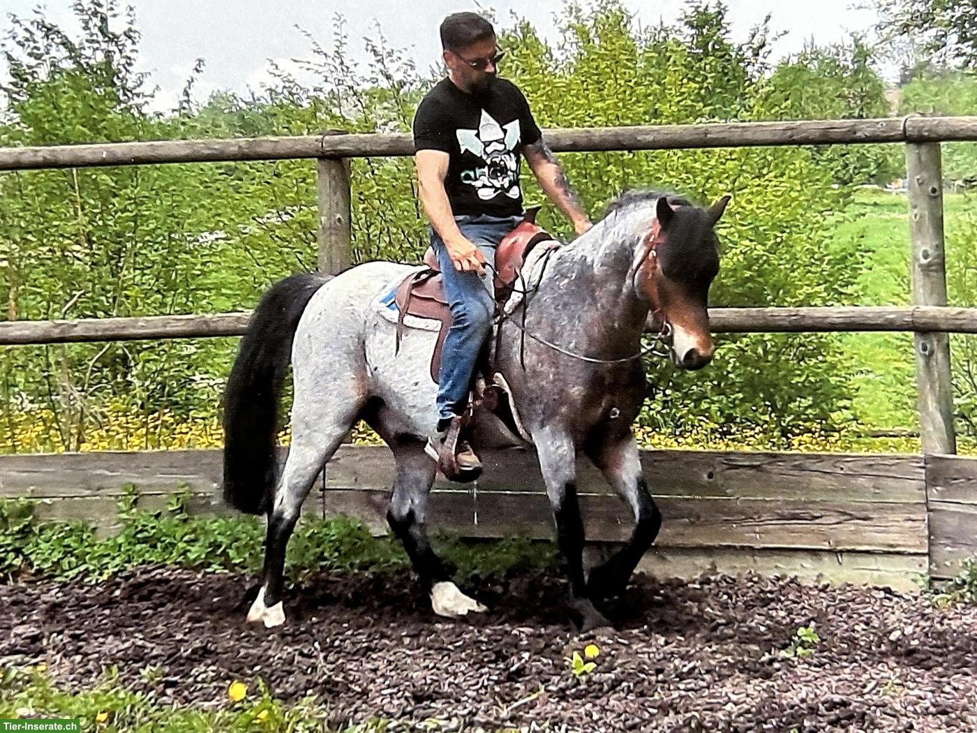 Bild 6: Elegantes Welsh B Pony mit Kutsche & Geschirr zu verkaufen