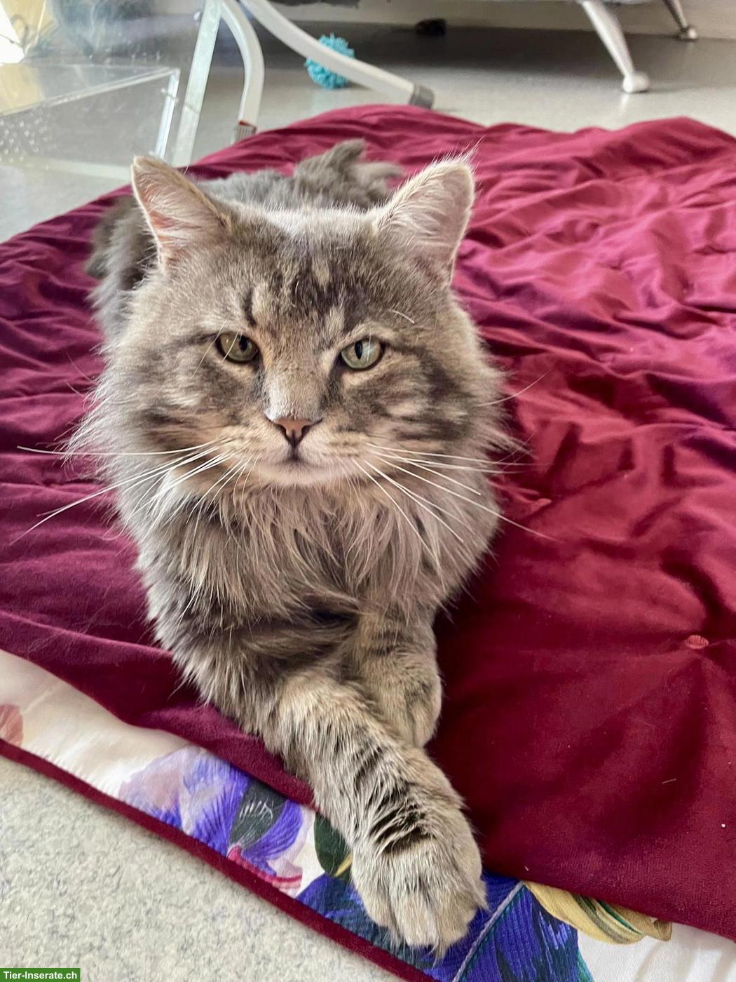 Sehr lieber Langhaarkater sucht neues Zuhause