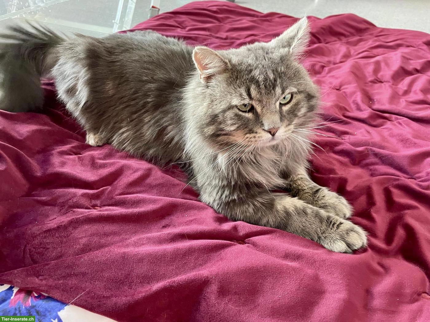 Bild 2: Sehr lieber Langhaarkater sucht neues Zuhause