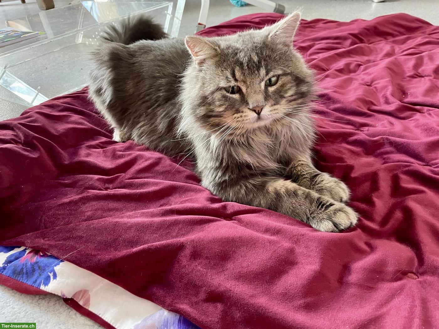 Bild 3: Sehr lieber Langhaarkater sucht neues Zuhause