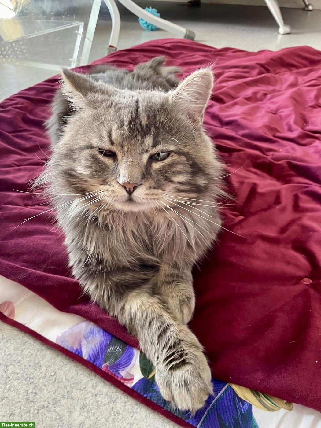 Bild 4: Sehr lieber Langhaarkater sucht neues Zuhause