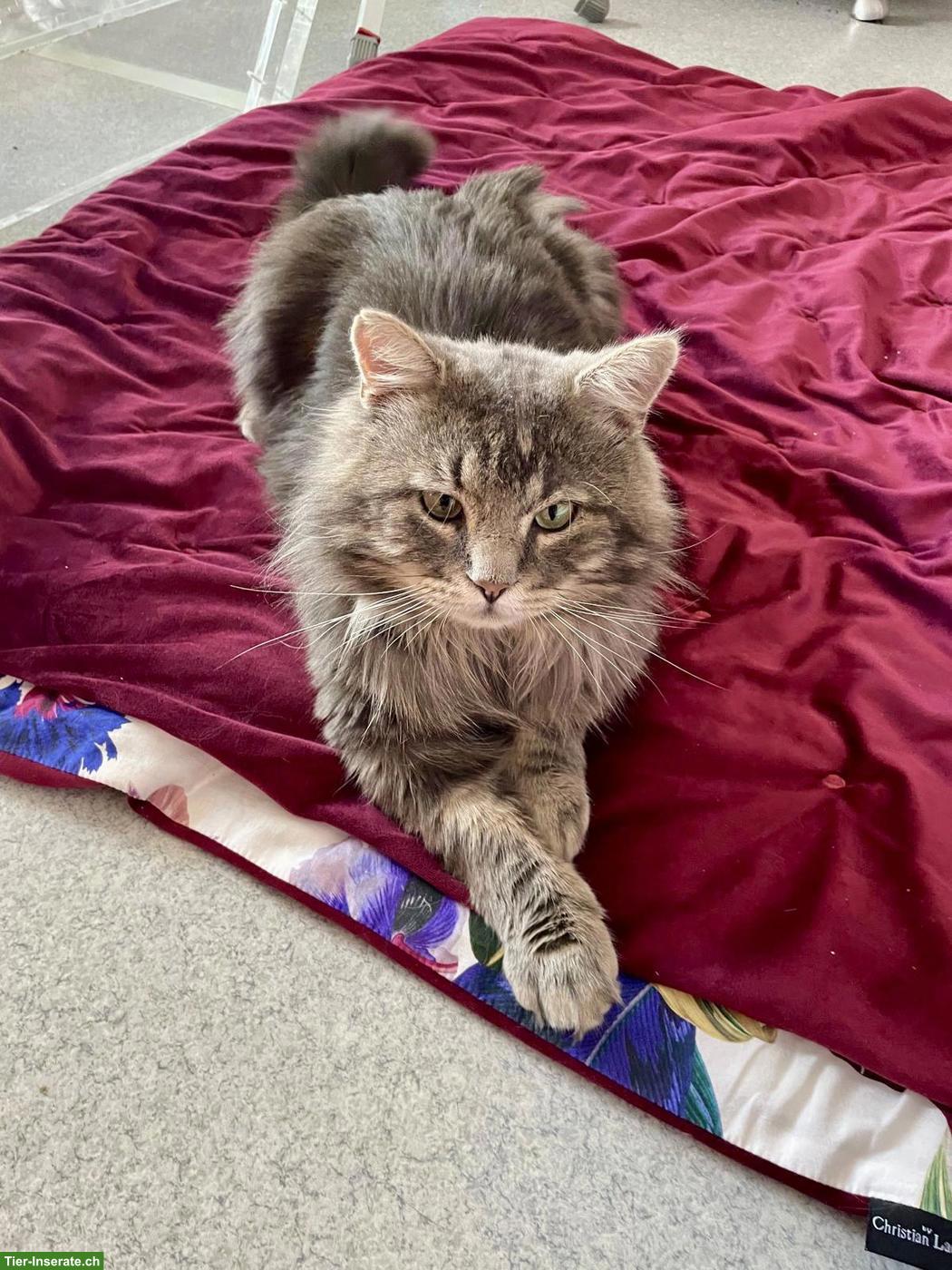 Bild 5: Sehr lieber Langhaarkater sucht neues Zuhause