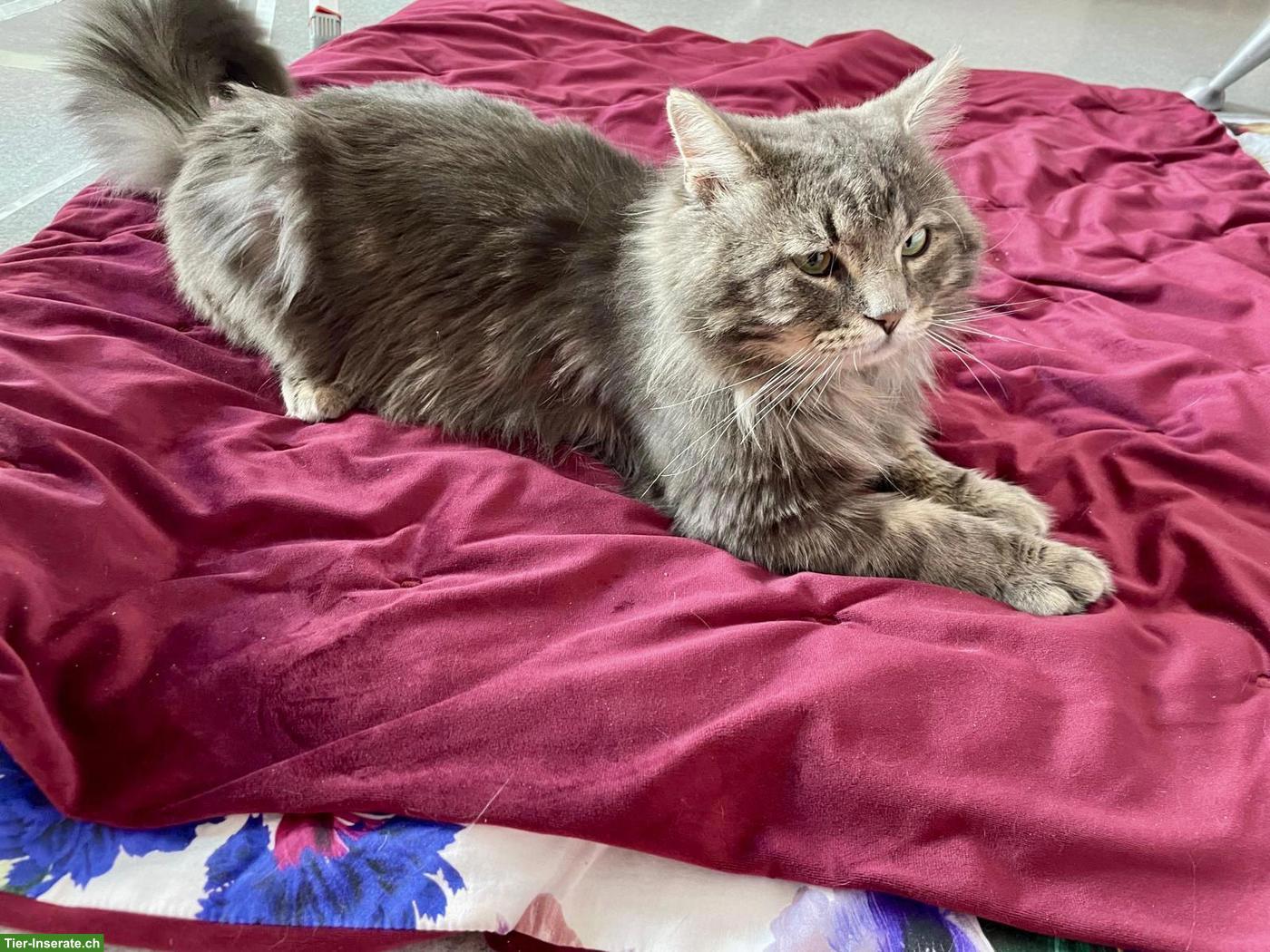 Bild 6: Sehr lieber Langhaarkater sucht neues Zuhause