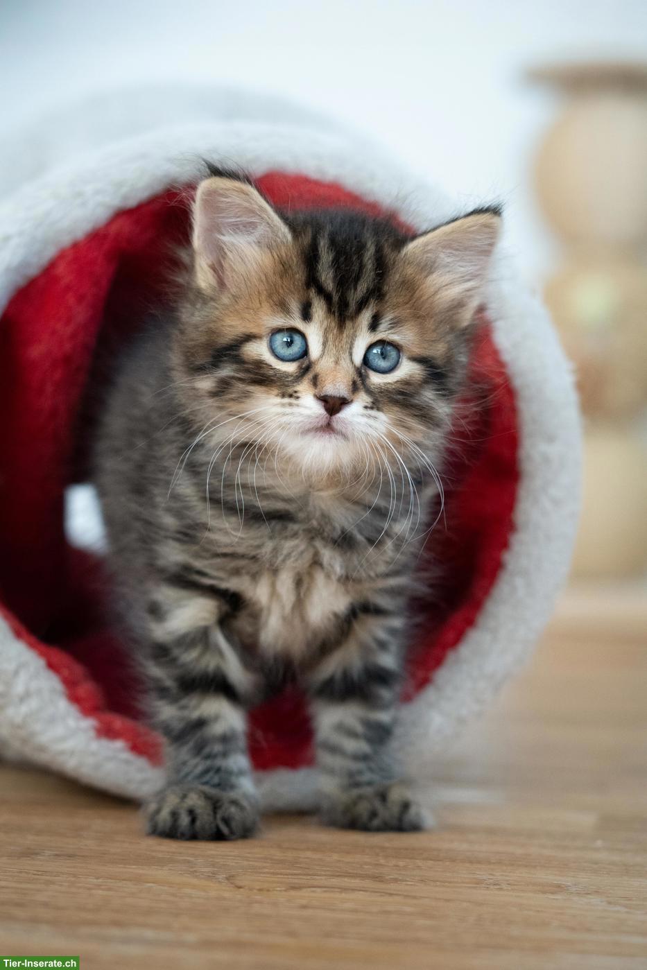 Sibirisches Katzenbaby "Nike" mit Stammbaum