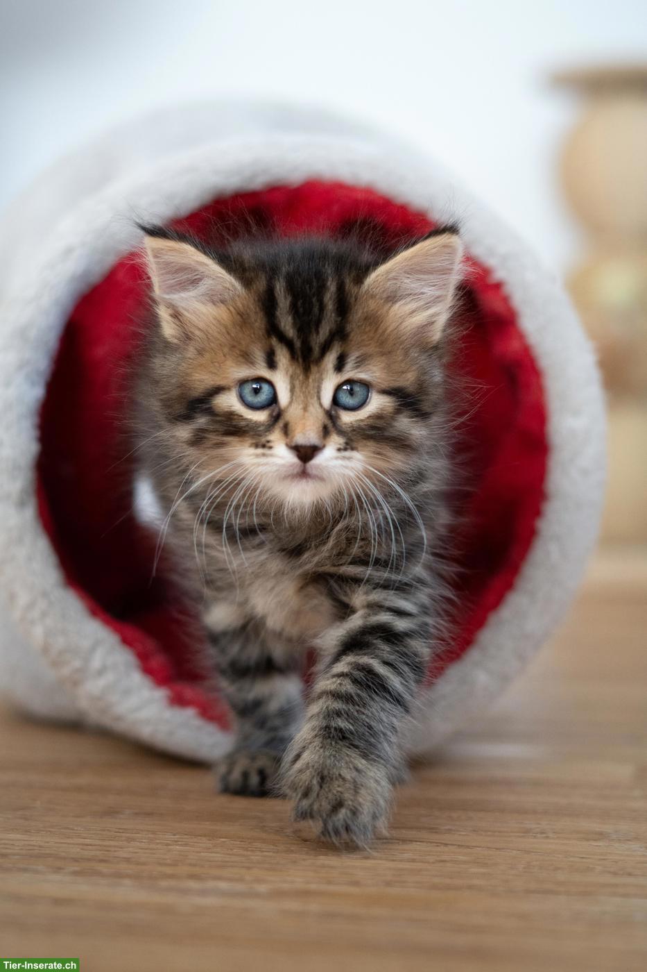Bild 2: Sibirisches Katzenbaby "Nike" mit Stammbaum