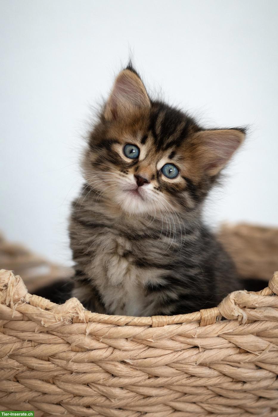 Bild 3: Sibirisches Katzenbaby "Nike" mit Stammbaum