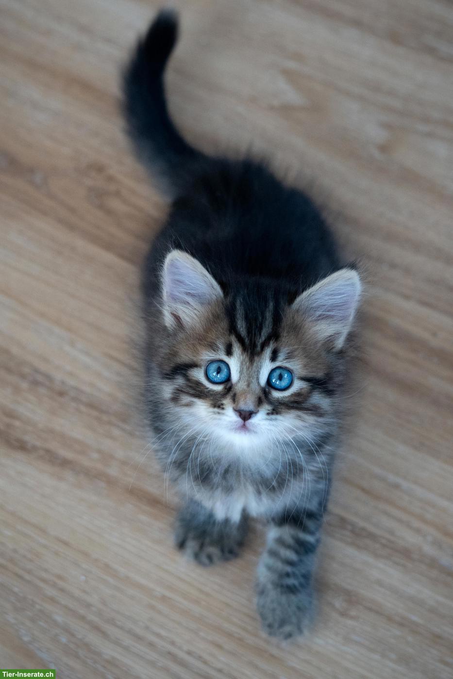 Bild 4: Sibirisches Katzenbaby "Nike" mit Stammbaum