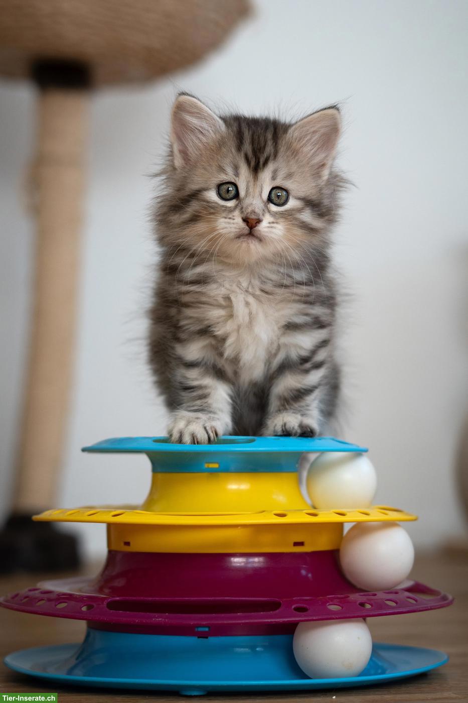 Sibirisches Katzenbaby "Naila" mit Stammbaum