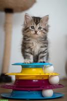 Sibirisches Katzenbaby "Naila" mit Stammbaum