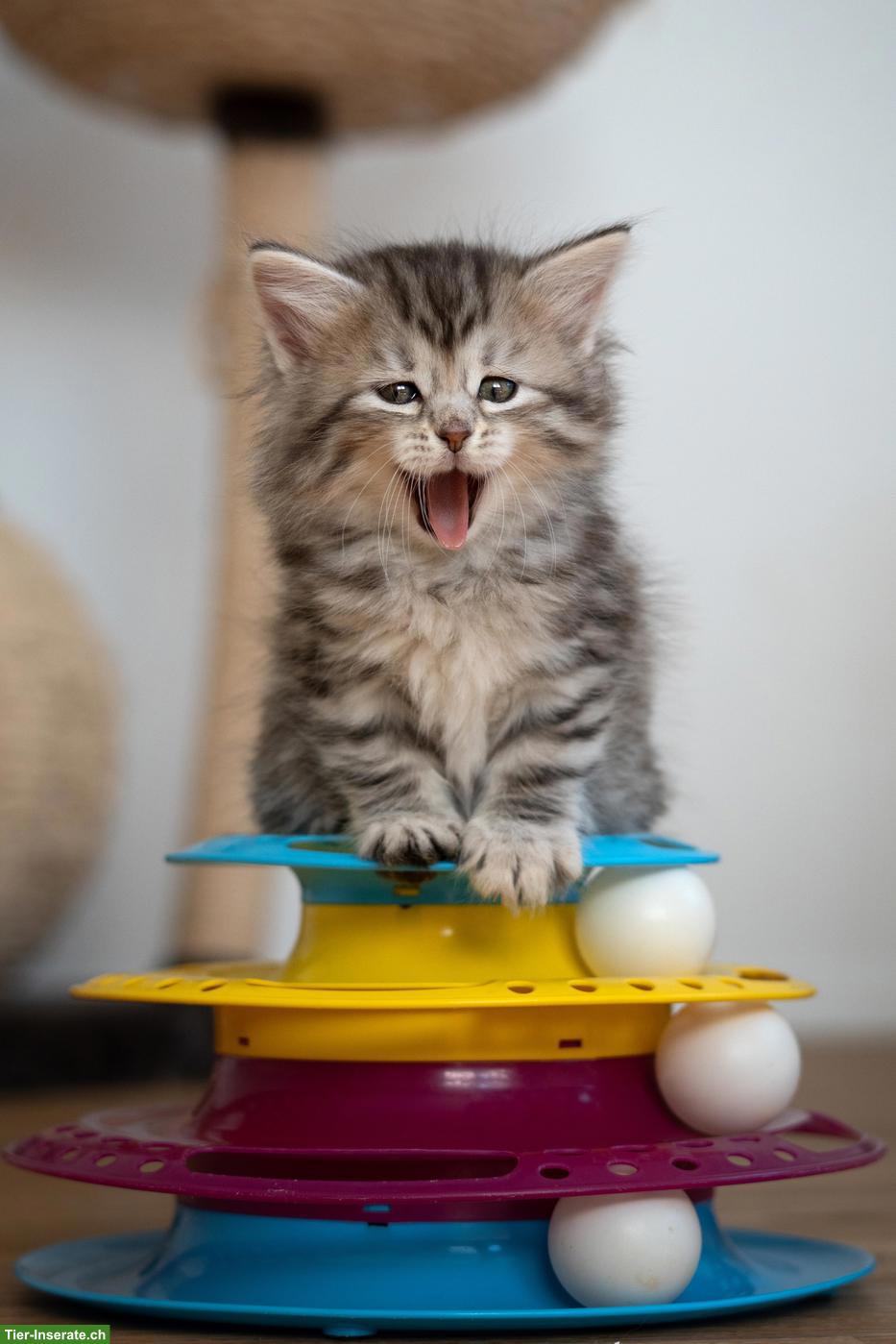 Bild 2: Sibirisches Katzenbaby "Naila" mit Stammbaum