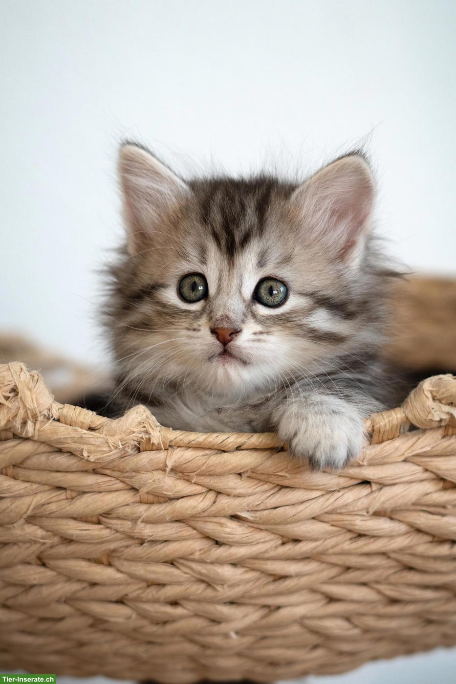 Bild 3: Sibirisches Katzenbaby "Naila" mit Stammbaum