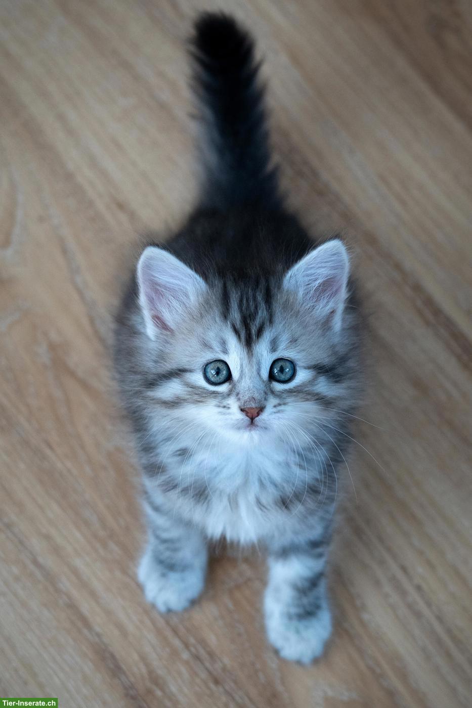 Bild 4: Sibirisches Katzenbaby "Naila" mit Stammbaum