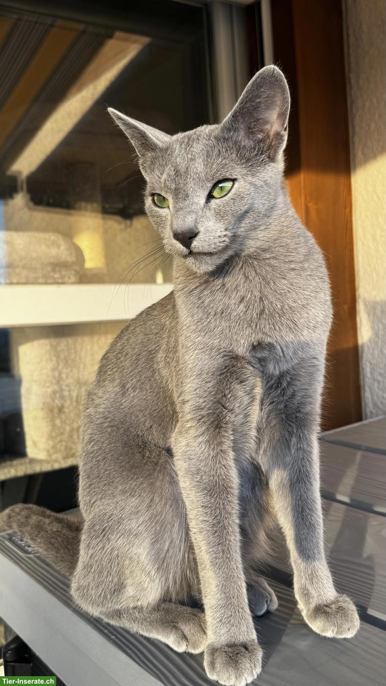 2-jähriger Russisch Blau Kater "Lou" mit Stammbaum