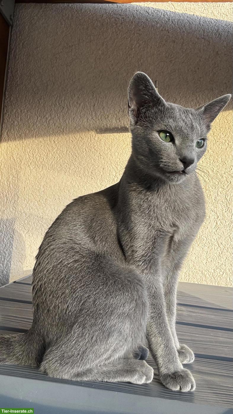 Bild 10: 2-jähriger Russisch Blau Kater "Lou" mit Stammbaum