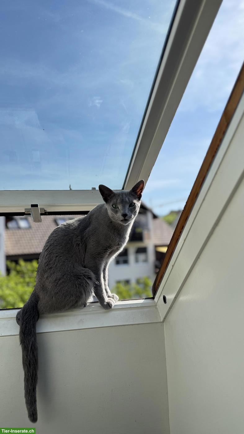 Bild 2: 2-jähriger Russisch Blau Kater "Lou" mit Stammbaum