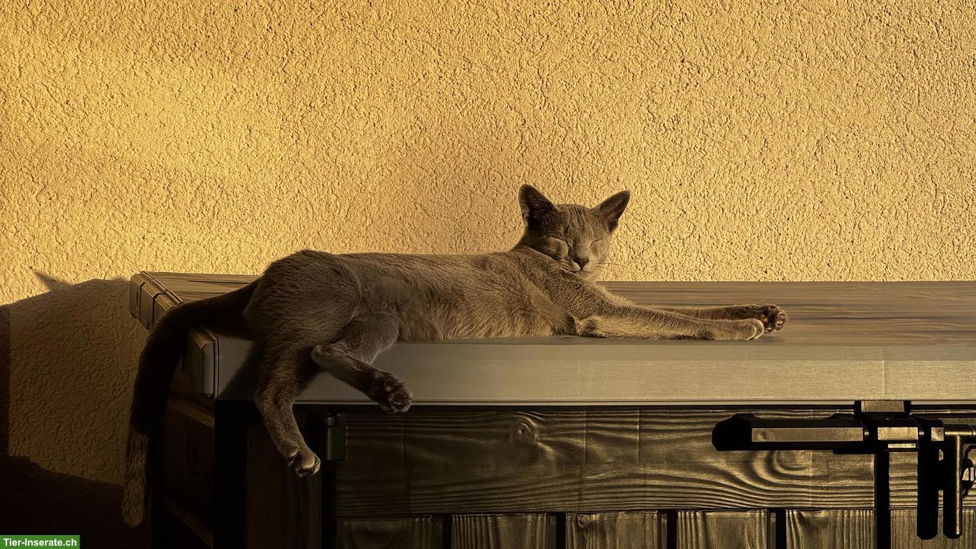 Bild 3: 2-jähriger Russisch Blau Kater "Lou" mit Stammbaum