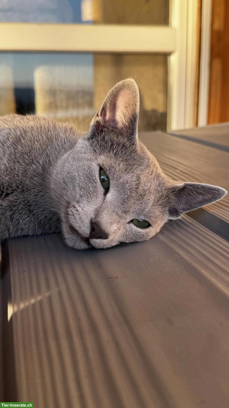 Bild 4: 2-jähriger Russisch Blau Kater "Lou" mit Stammbaum
