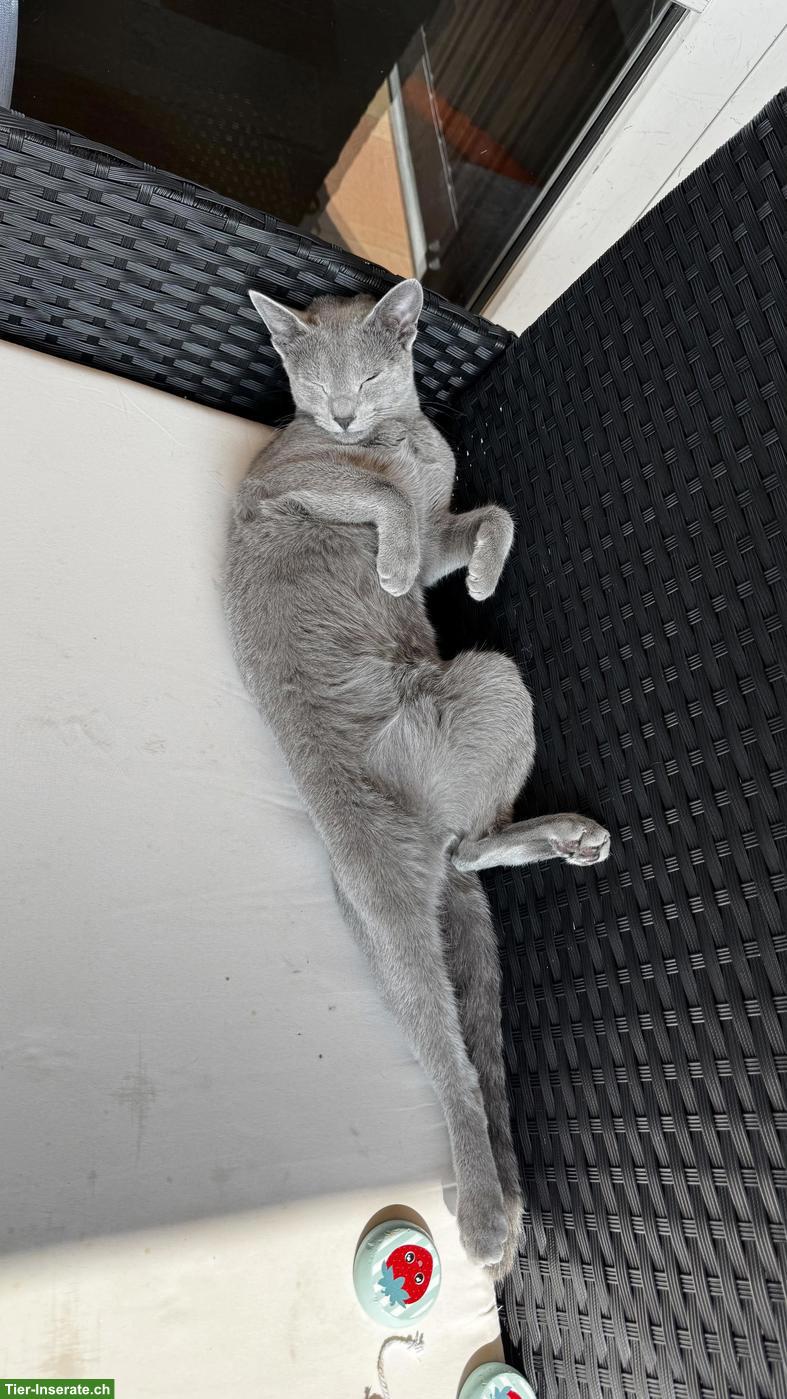 Bild 5: 2-jähriger Russisch Blau Kater "Lou" mit Stammbaum