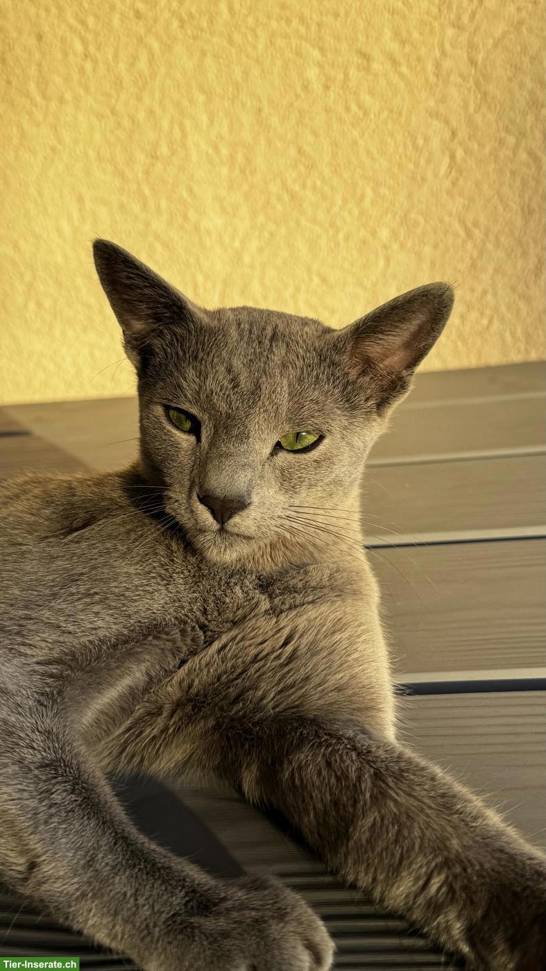 Bild 6: 2-jähriger Russisch Blau Kater "Lou" mit Stammbaum