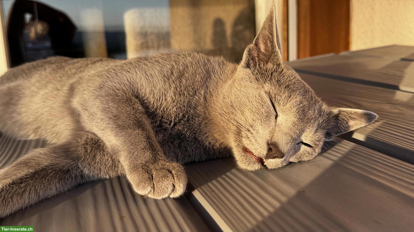 Bild 7: 2-jähriger Russisch Blau Kater "Lou" mit Stammbaum