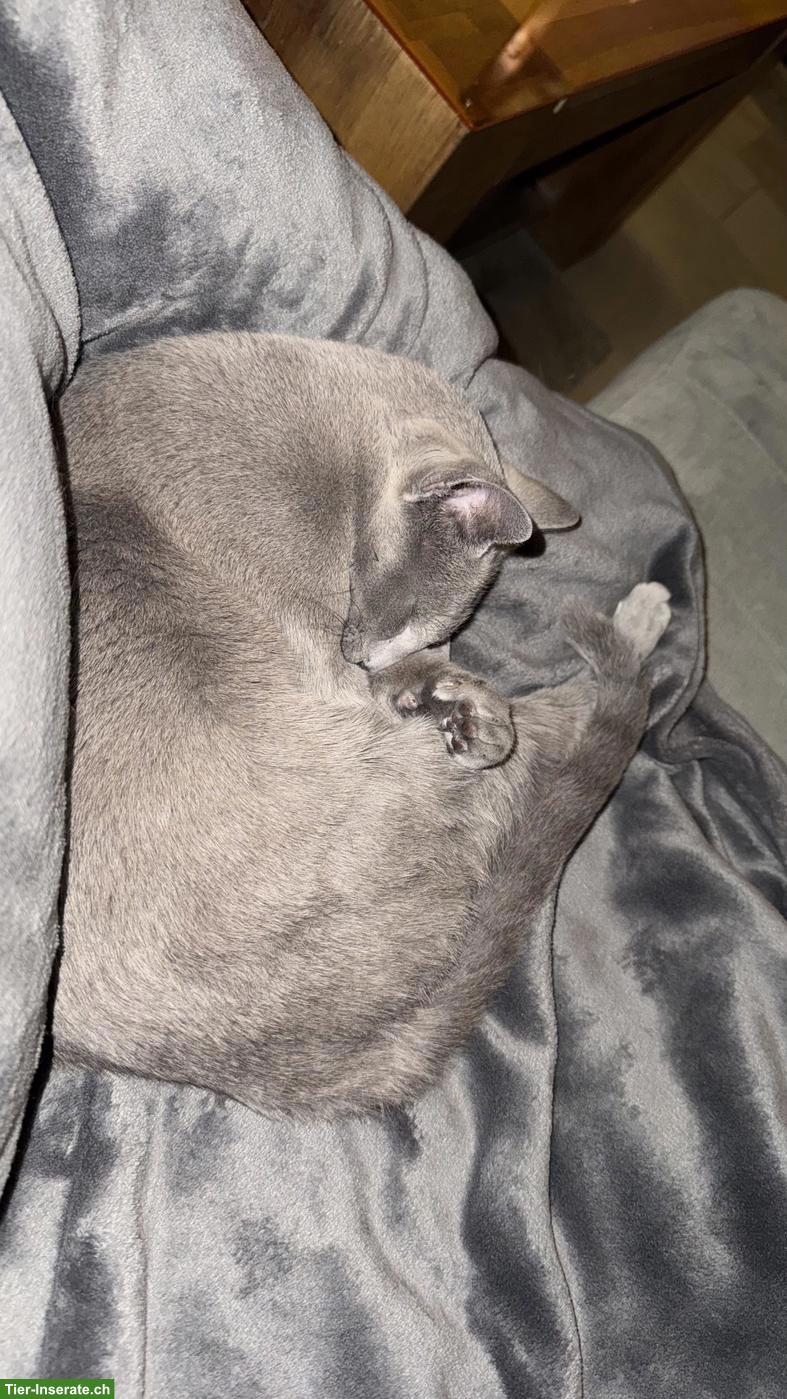 Bild 8: 2-jähriger Russisch Blau Kater "Lou" mit Stammbaum