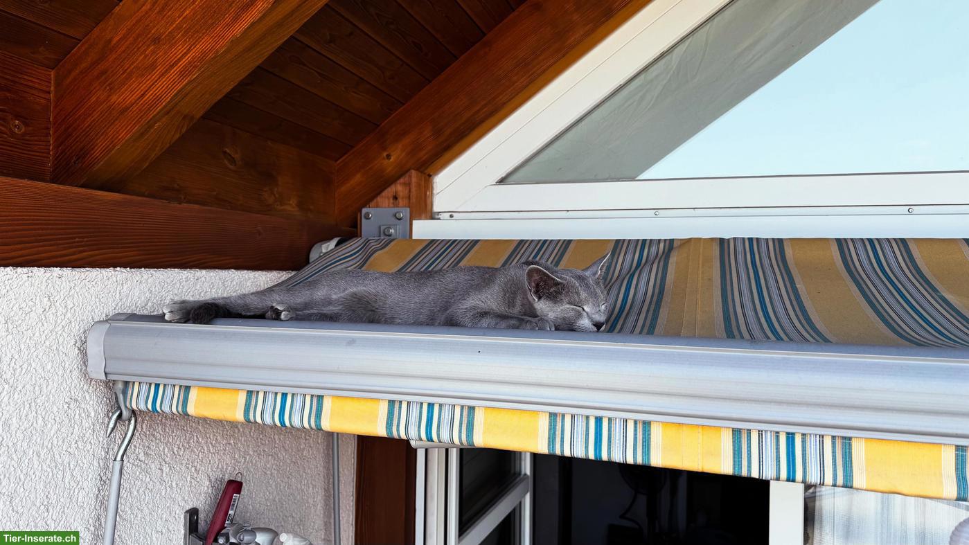 Bild 9: 2-jähriger Russisch Blau Kater "Lou" mit Stammbaum
