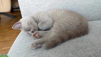 Lieber BKH Kitten Kater, 12 Wochen alt