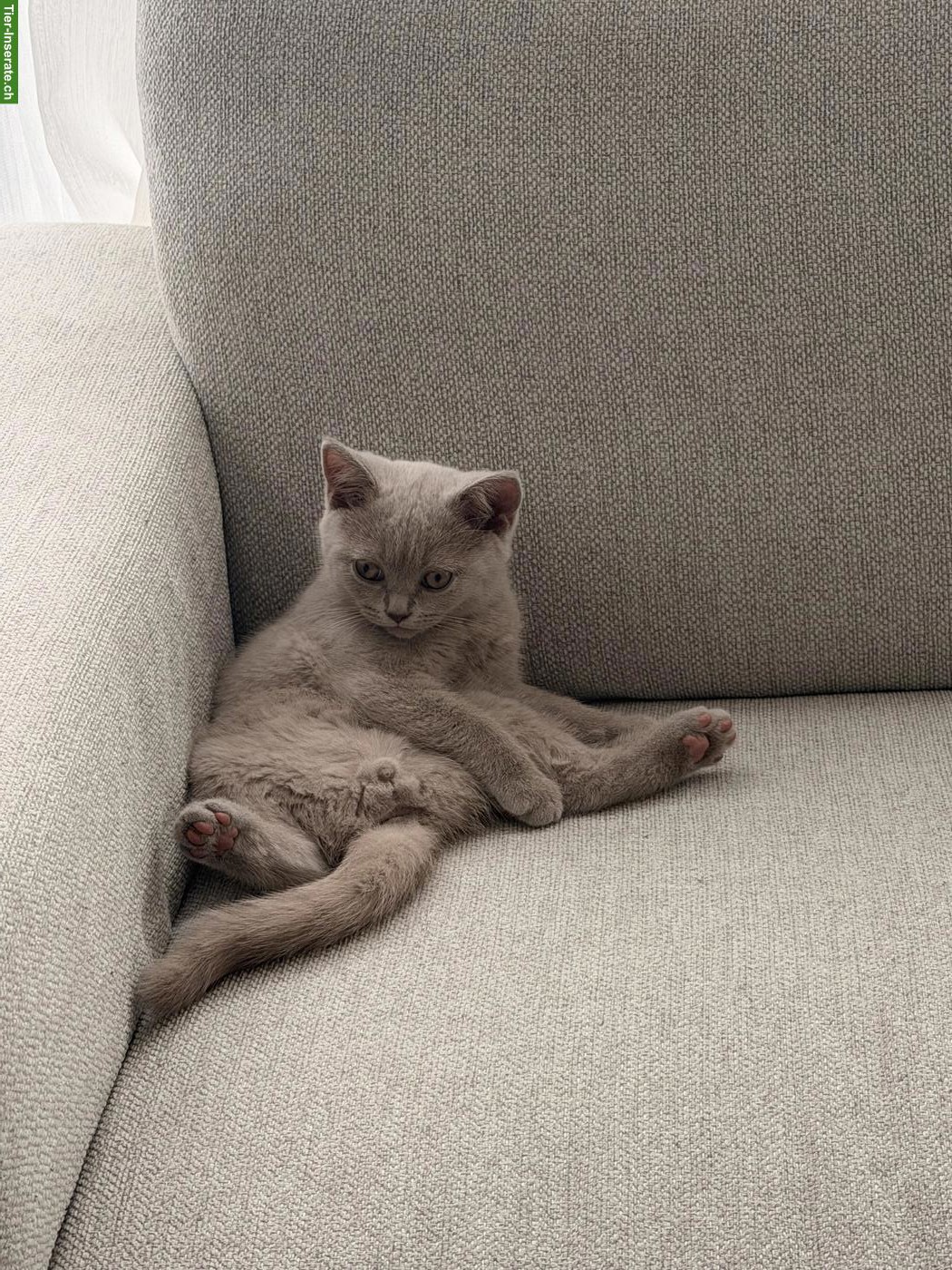 Bild 2: Lieber BKH Kitten Kater, 12 Wochen alt