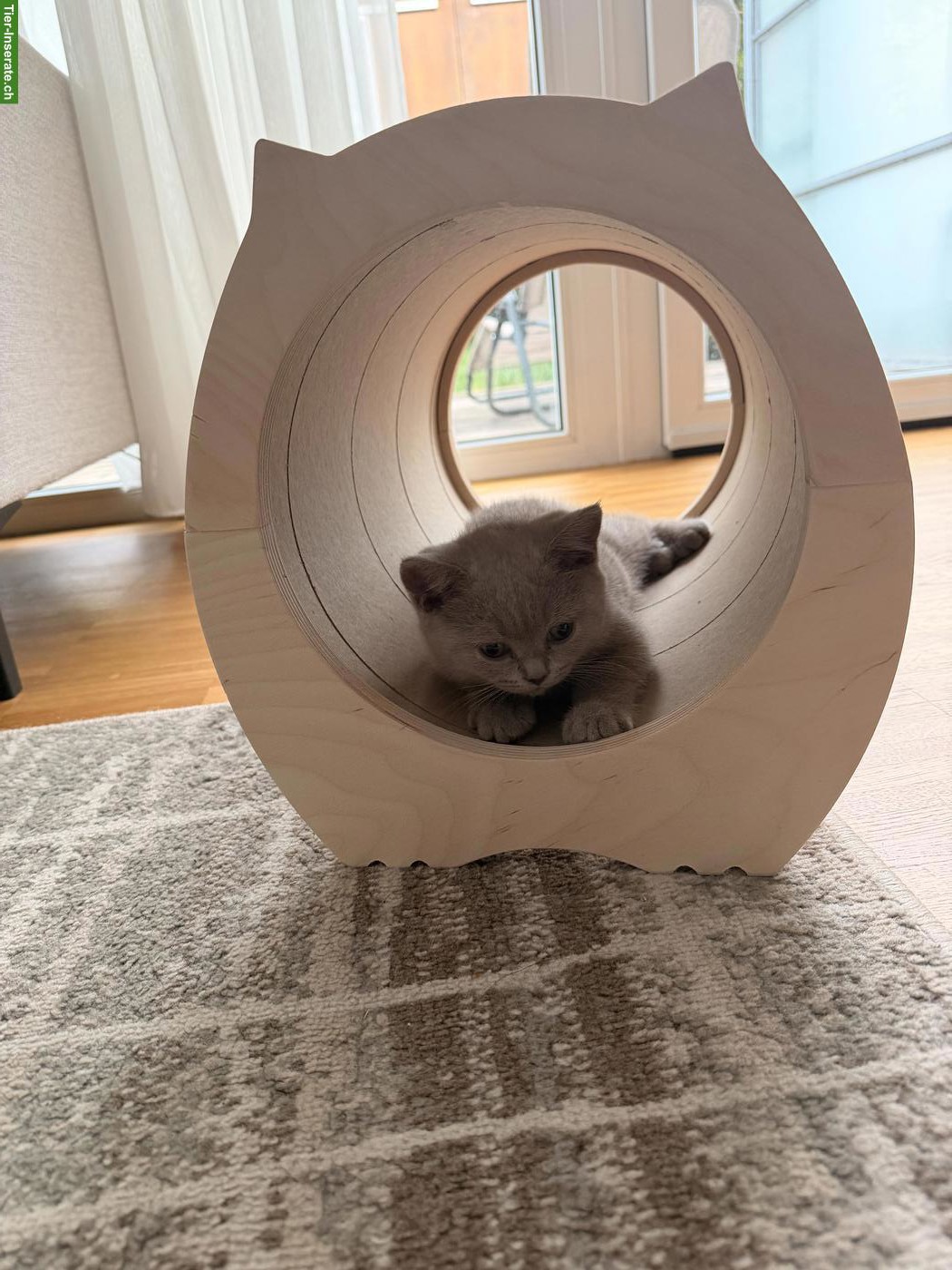 Bild 3: Lieber BKH Kitten Kater, 12 Wochen alt
