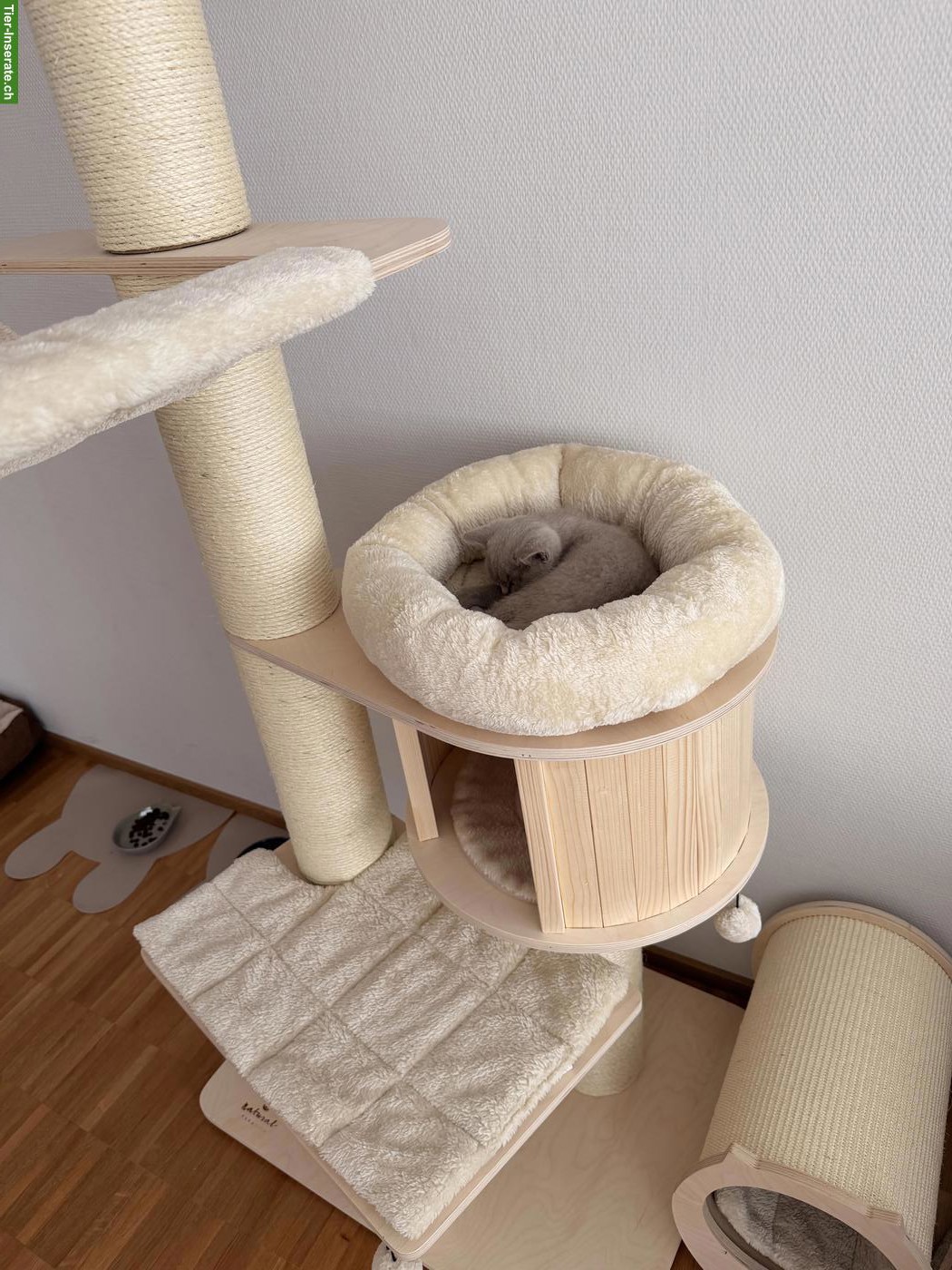 Bild 5: Lieber BKH Kitten Kater, 12 Wochen alt
