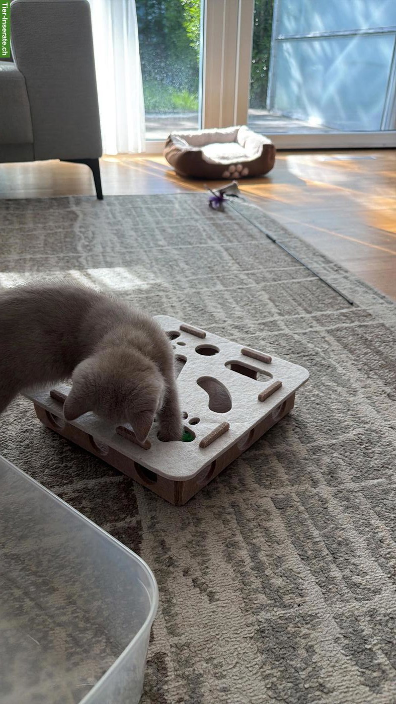 Bild 6: Lieber BKH Kitten Kater, 12 Wochen alt