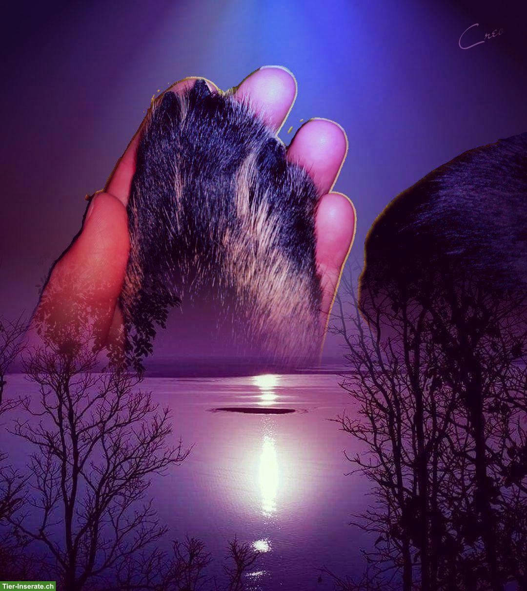 Tierhilfe  Tierkommunikation, Reiki, Kinesiologie & Farbtherapie