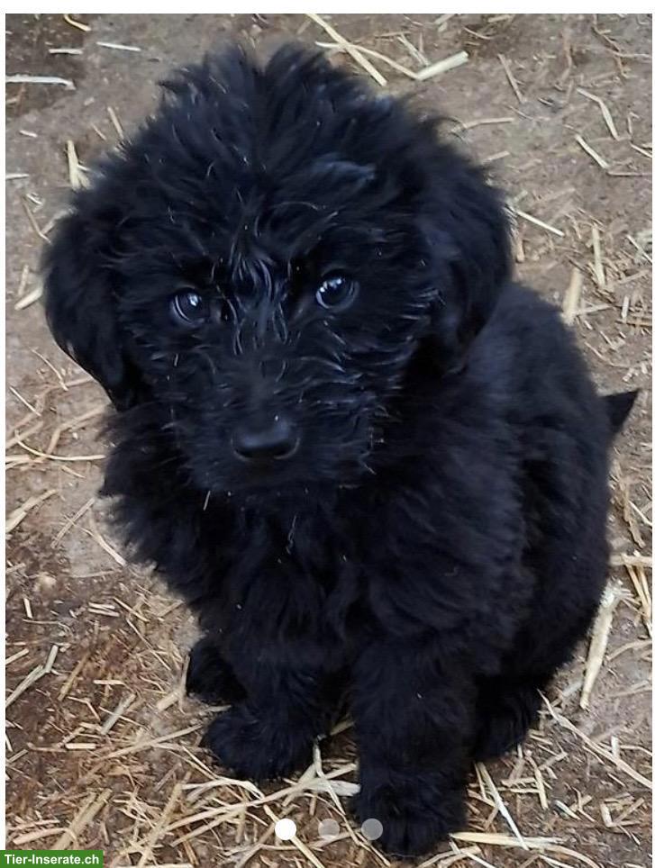 Dogsharing gesucht für Labradoodle
