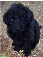 Dogsharing gesucht für Labradoodle