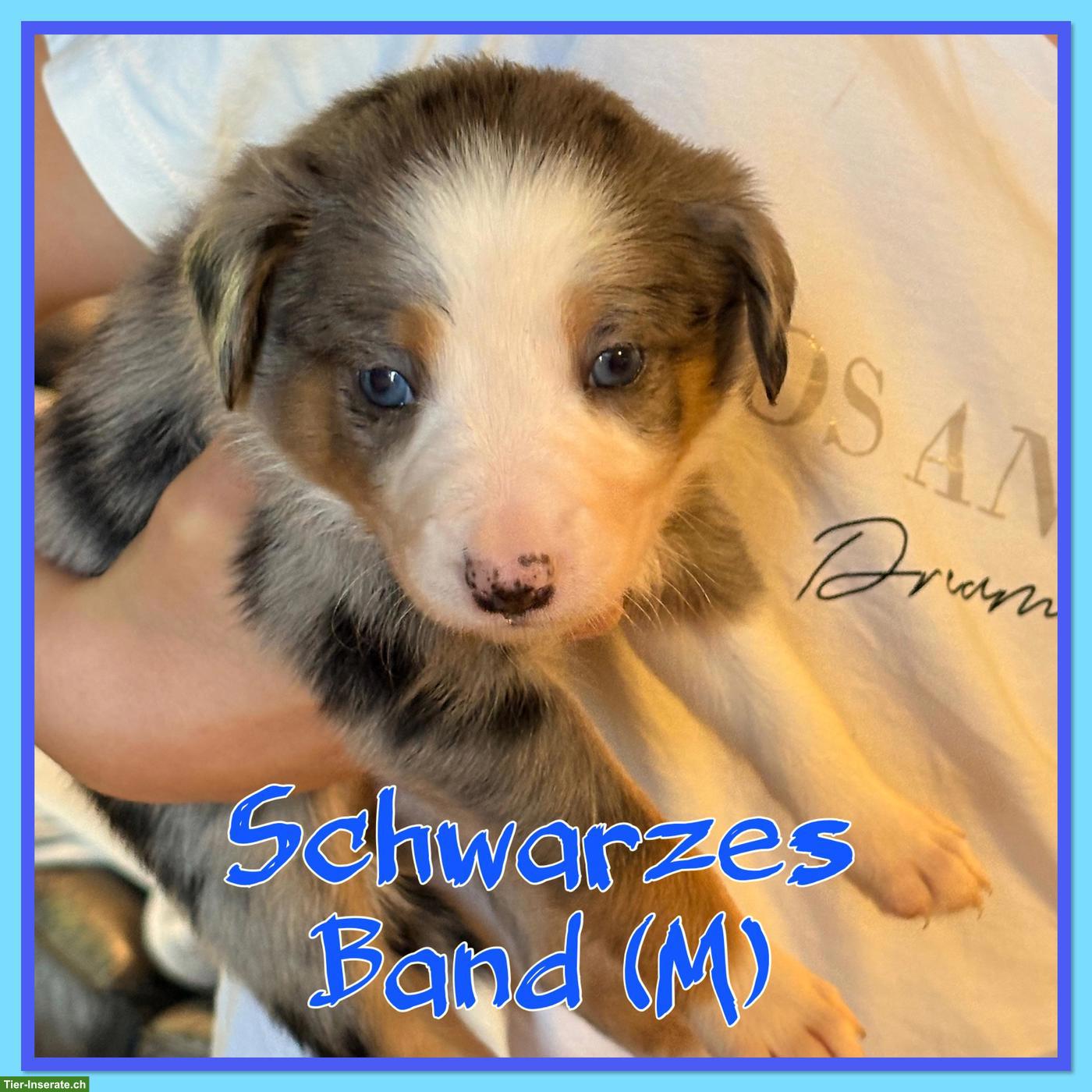 Mischlingswelpen, Australien Shepherd x Border Collie x Appenzeller