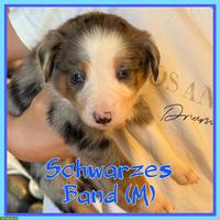 Mischlingswelpen, Australien Shepherd x Border Collie x Appenzeller