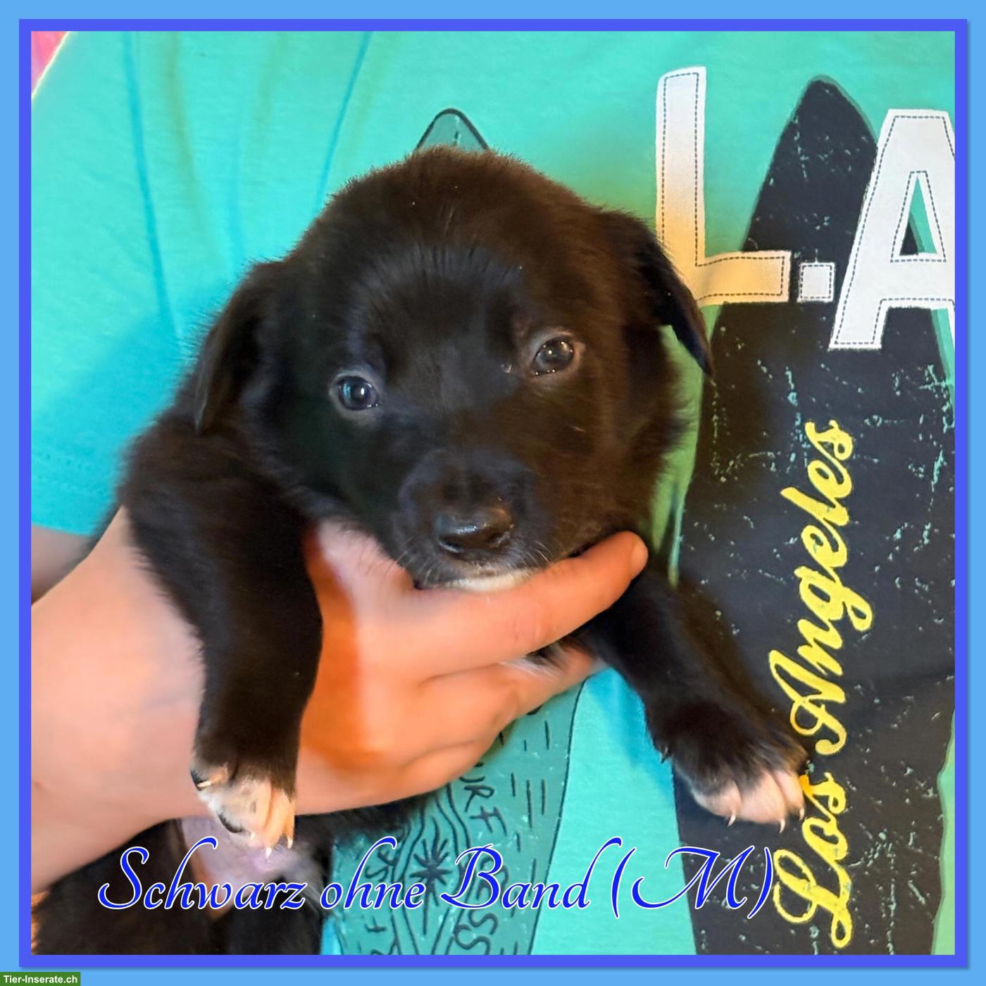 Bild 2: Mischlingswelpen, Australien Shepherd x Border Collie x Appenzeller