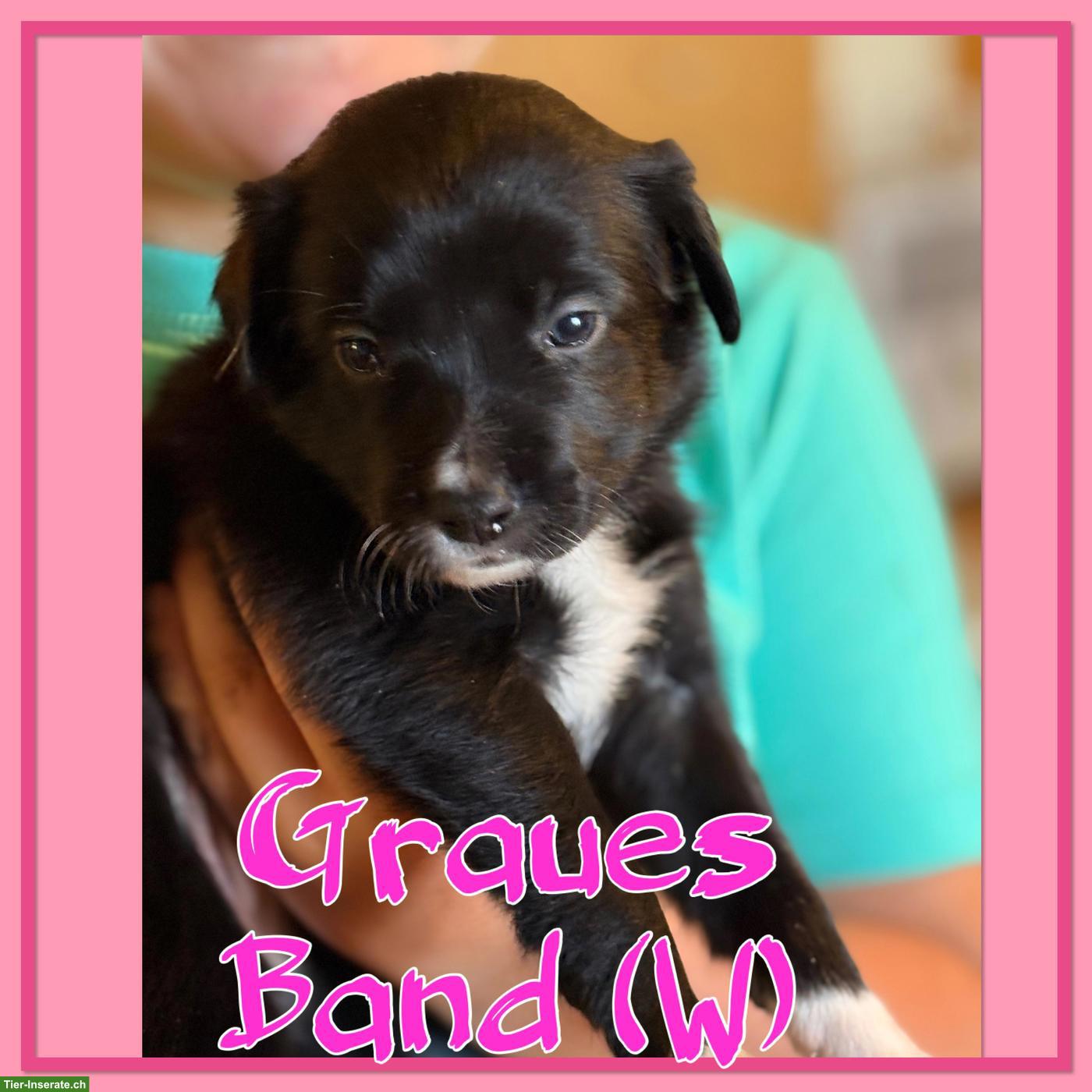 Bild 3: Mischlingswelpen, Australien Shepherd x Border Collie x Appenzeller