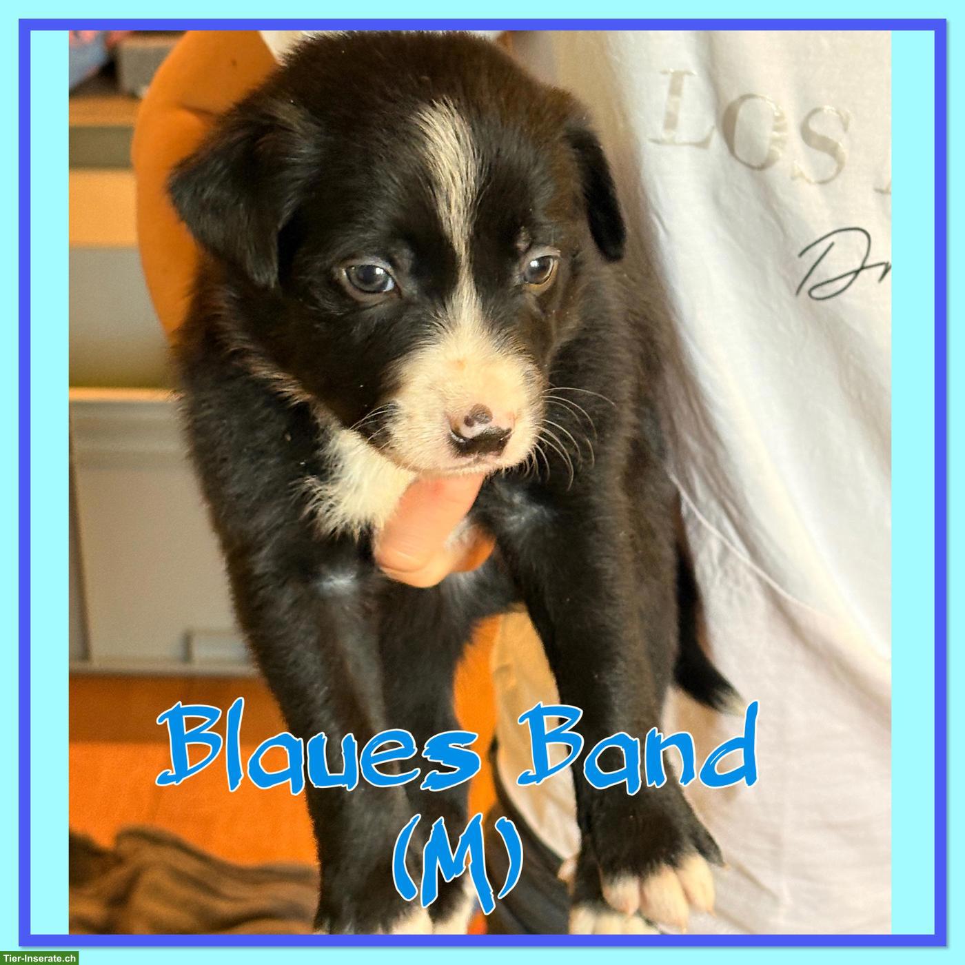 Bild 4: Mischlingswelpen, Australien Shepherd x Border Collie x Appenzeller