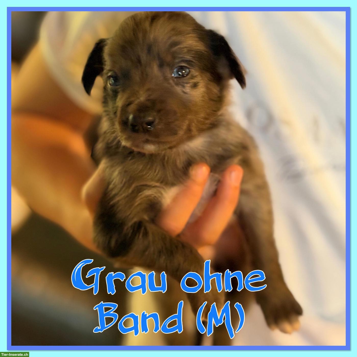Bild 5: Mischlingswelpen, Australien Shepherd x Border Collie x Appenzeller