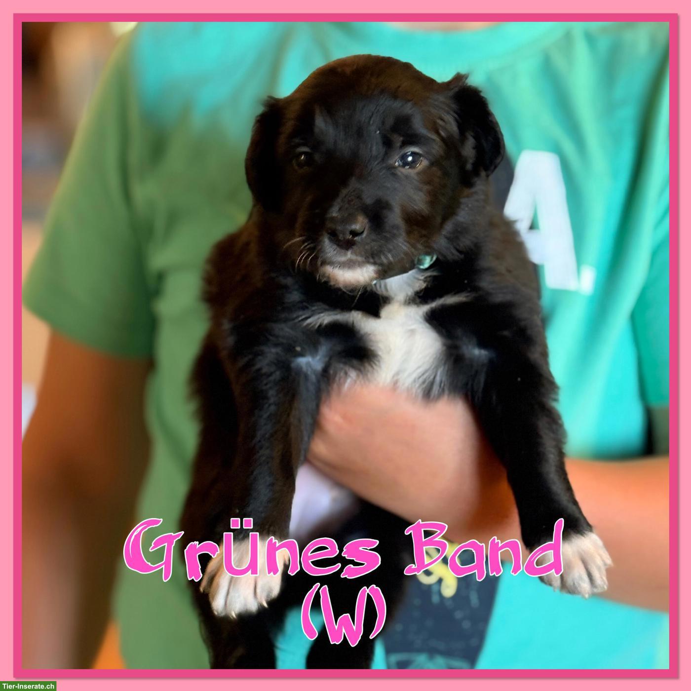 Bild 6: Mischlingswelpen, Australien Shepherd x Border Collie x Appenzeller